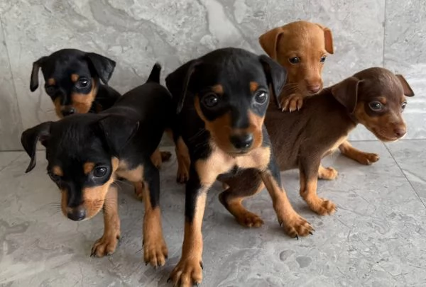  Pinscher Mini cuccioli maschio e femmina | Foto 0