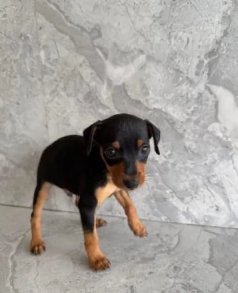  Pinscher Mini cuccioli maschio e femmina