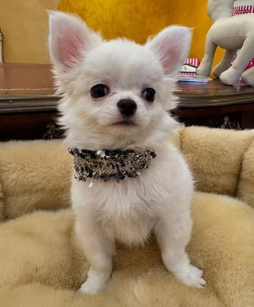  Chihuahua Toy cuccioli maschio e femmina | Foto 0