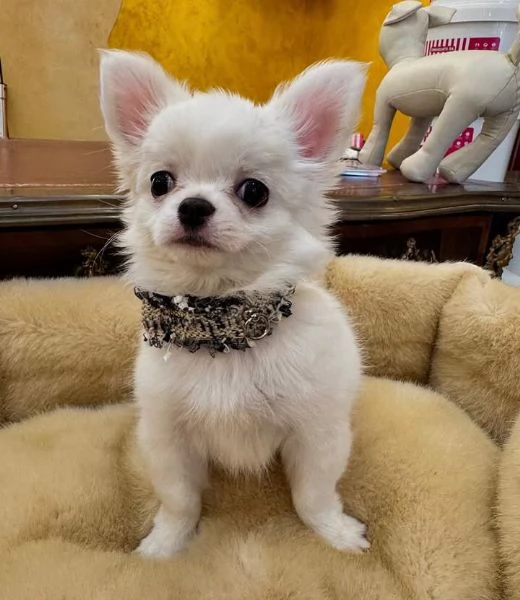  Chihuahua Toy cuccioli maschio e femmina