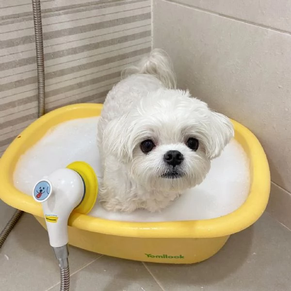 2 Maltese Toy cuccioli maschio e femmina