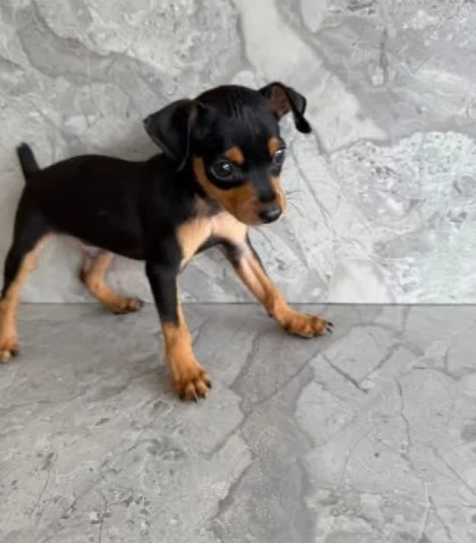Pinscher Mini cuccioli maschio e femmina | Foto 1