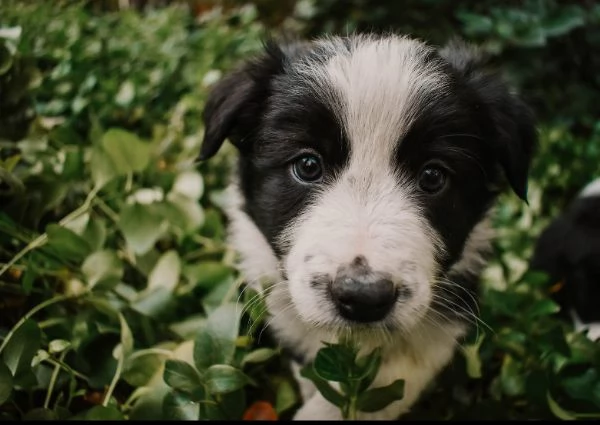 Border Collie cuccioli maschio e femmina