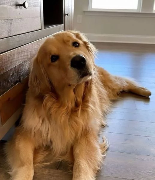  Golden Retriever cuccioli maschio e femmina