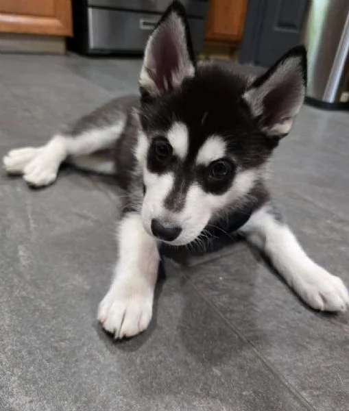 Siberian Husky cuccioli maschio e femmina
