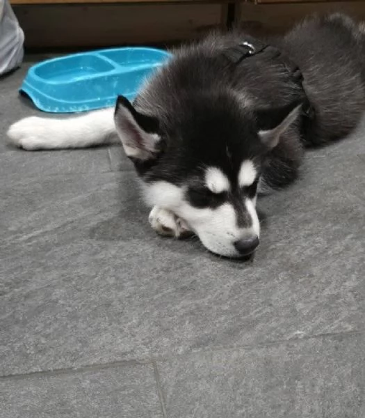 Siberian Husky cuccioli maschio e femmina | Foto 0