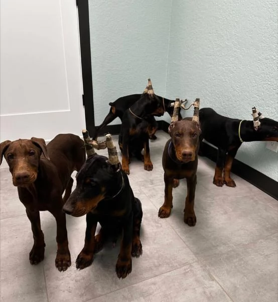 Dobermann cuccioli maschio e femmina | Foto 0