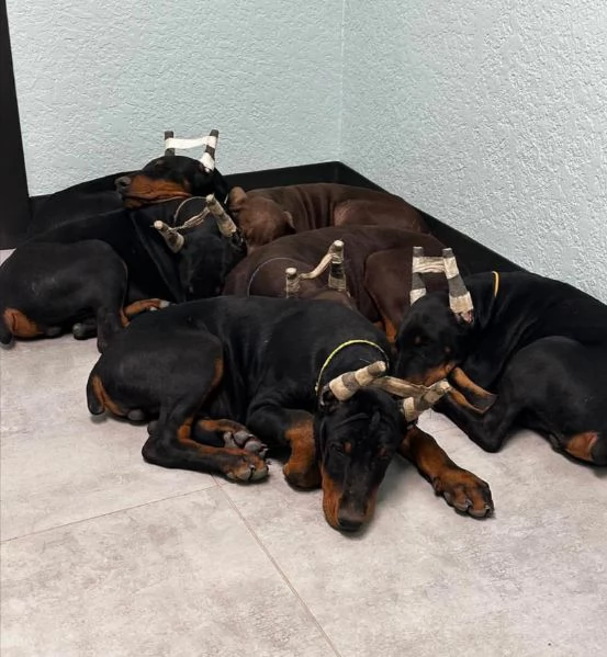 Dobermann cuccioli maschio e femmina