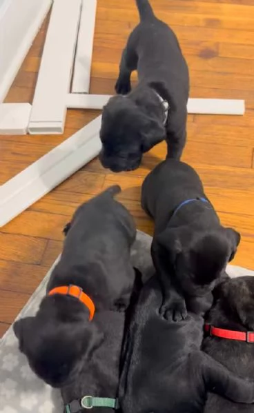 Cane Corso cuccioli maschio e femmina | Foto 0