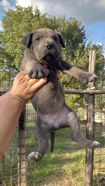 Cuccioli cane corso