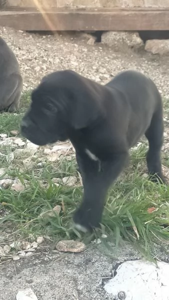 Cuccioli cane corso | Foto 3