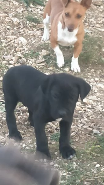 Cuccioli cane corso | Foto 1