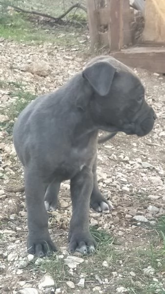 Cuccioli cane corso | Foto 0
