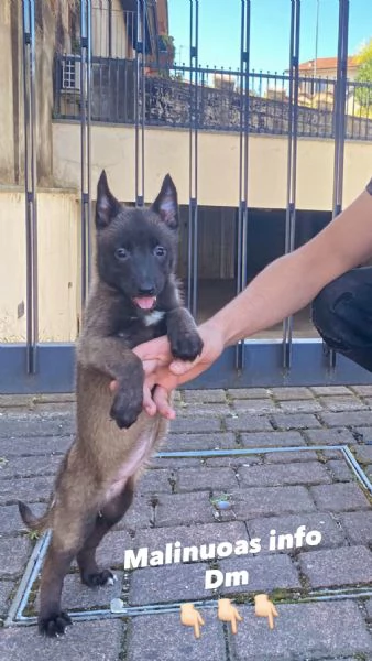 Cucciolo Pastore belga malinuoas