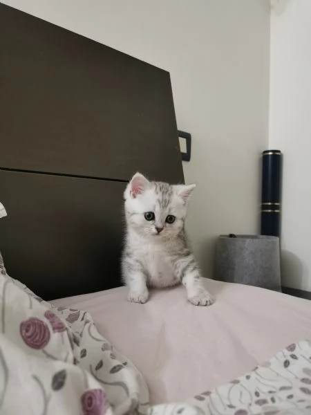 British shorthair tabby 