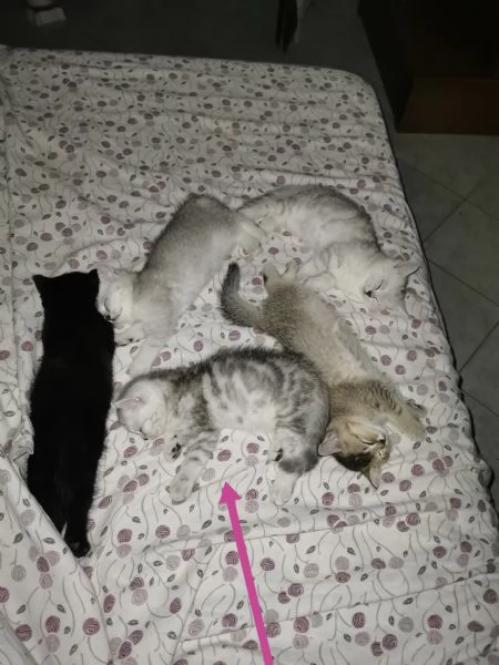 British shorthair tabby  | Foto 6