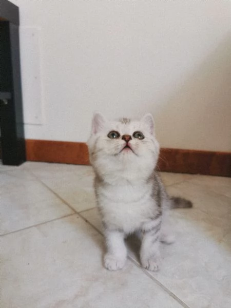 British shorthair tabby  | Foto 5