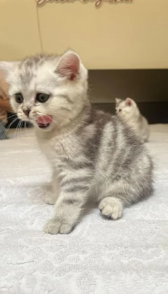 British shorthair tabby  | Foto 3