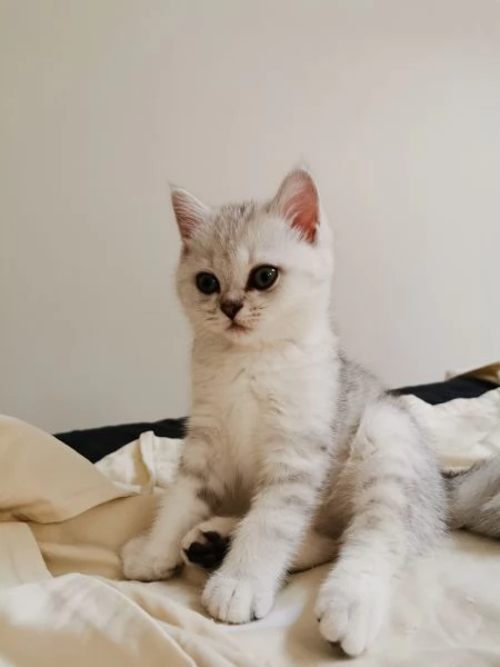 British shorthair tabby  | Foto 2