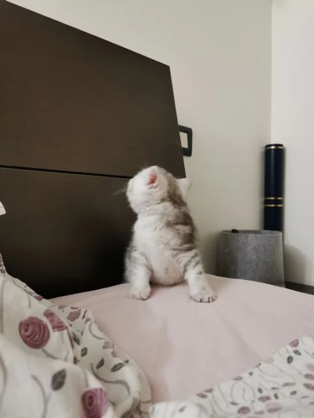 British shorthair tabby  | Foto 1