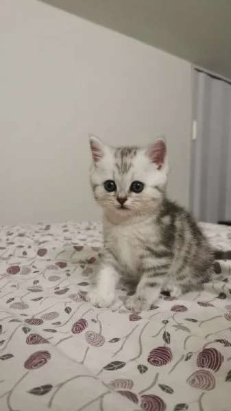 British shorthair tabby  | Foto 0