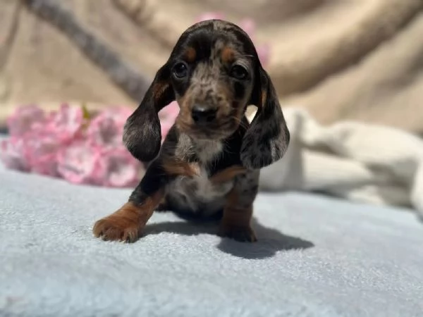Cuccioli di bassotto bassotto in miniatura | Foto 1