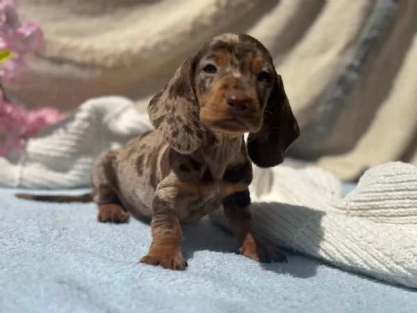 Cuccioli di bassotto bassotto in miniatura | Foto 0