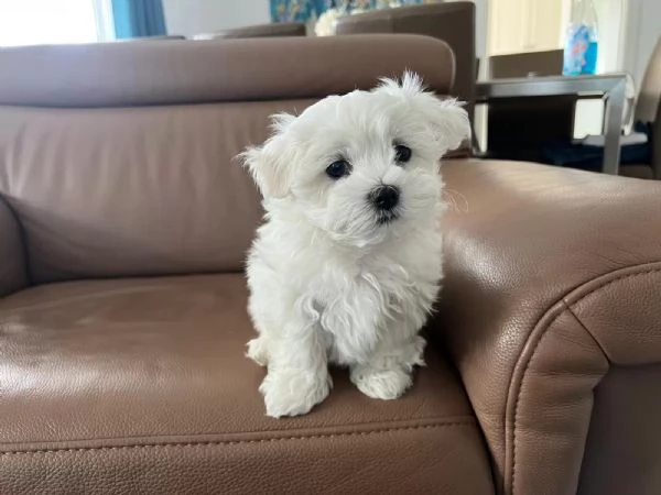 Cuccioli di maltese in cerca di una casa amorevole | Foto 0