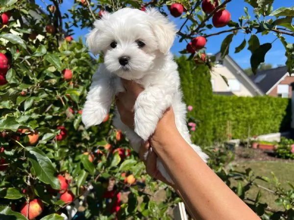 Cuccioli di maltese in cerca di una casa amorevole