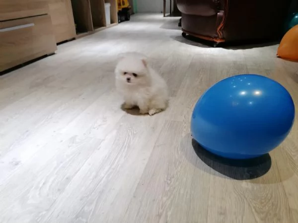 Disponibili cuccioli di puro Spitz Pomerania | Foto 2