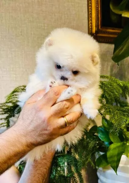 Cuccioli di volpino di Pomerania | Foto 2