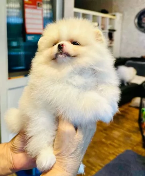 Bellissima cucciolata di Spitz Pomerania maschi e femmine | Foto 3