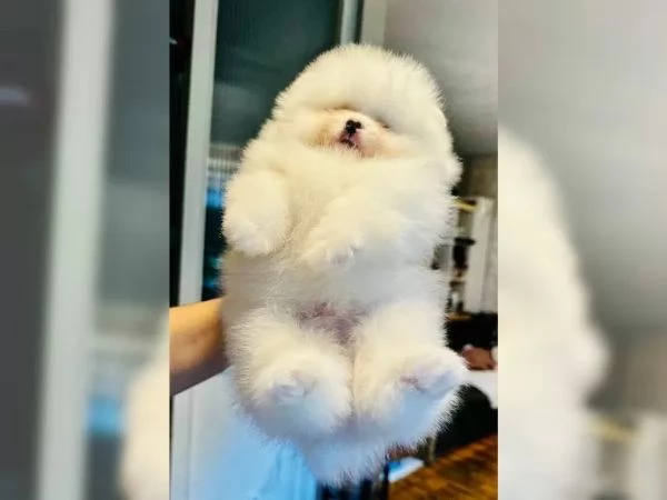 Bellissima cucciolata di Spitz Pomerania maschi e femmine | Foto 2