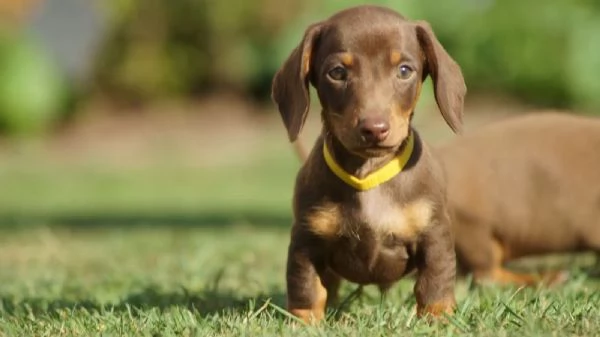 Bellissimi cuccioli di Bassotto Tedesco | Foto 1
