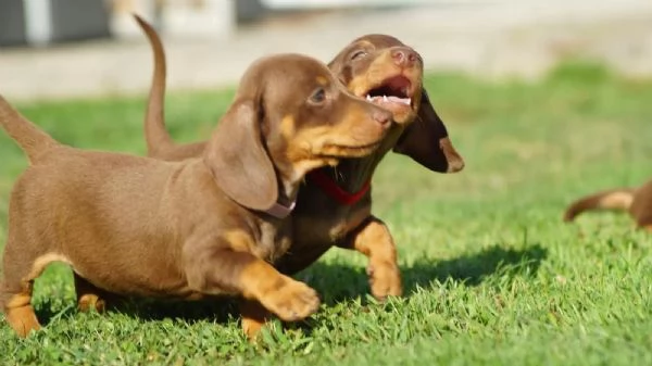 Bellissimi cuccioli di Bassotto Tedesco a Pelo Duro subito disponibili