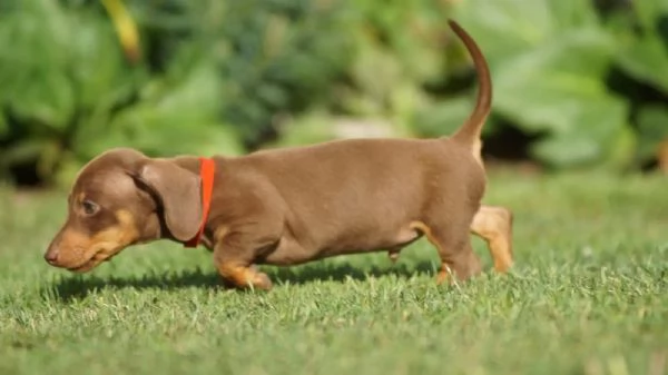  Bellissimi cuccioli di Bassotto Tedesco  | Foto 0