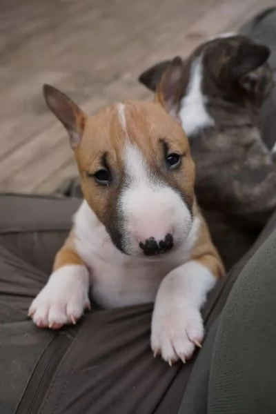 Bull terrier cuccioli pedigree | Foto 1