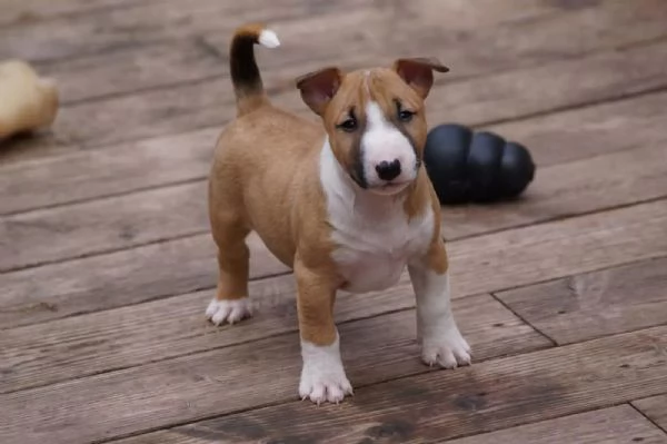 Cuccioli bull terrier disponibili