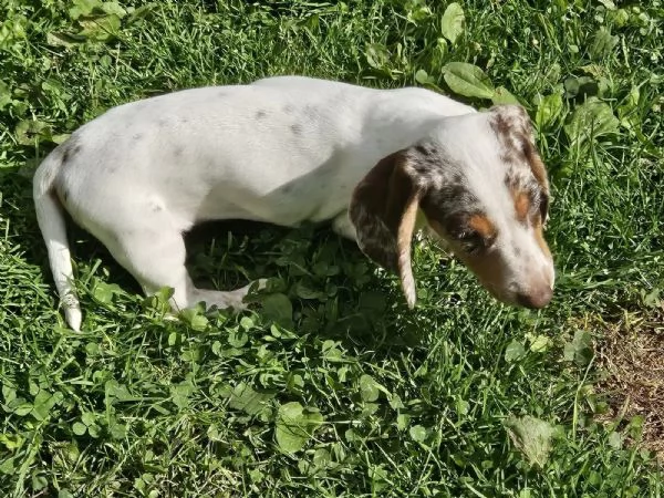 Cuccioli di bassotto naniconigli in cerca di una casa da sogno | Foto 1
