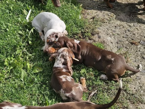 Cuccioli di bassotto naniconigli in cerca di una casa da sogno | Foto 0