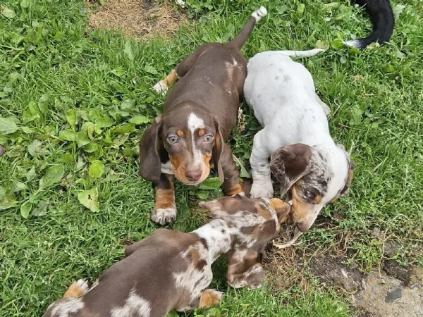 Cuccioli di bassotto naniconigli in cerca di una casa da sogno