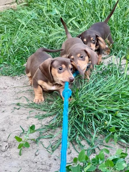 Cuccioli di bassotto naniconigli in cerca di una casa da sogno