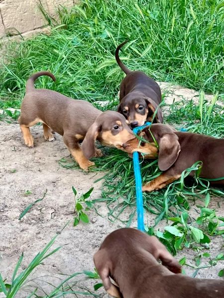 Cuccioli di bassotto naniconigli in cerca di una casa da sogno | Foto 1