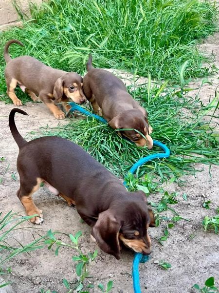 Cuccioli di bassotto naniconigli in cerca di una casa da sogno | Foto 0