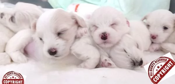 cuccioli maltesi | Foto 0