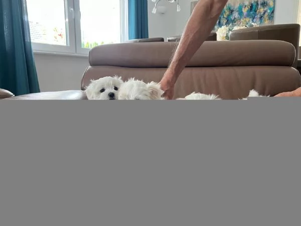 Cuccioli maltesi taglia piccola pelo liscio e riccio