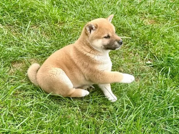 Due cuccioli di Shiba Inu maschio e femmina | Foto 3