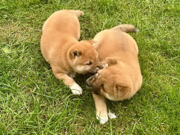 Due cuccioli di Shiba Inu maschio e femmina | Foto 2