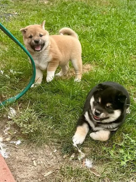 Due cuccioli di Shiba Inu maschio e femmina | Foto 1