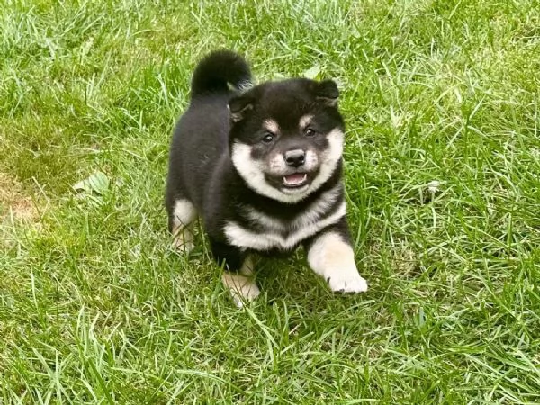 Due cuccioli di Shiba Inu maschio e femmina | Foto 0